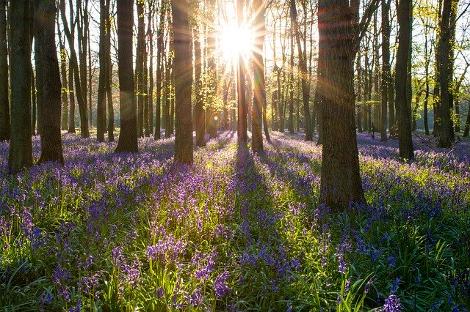 Chislehurst Woods walk